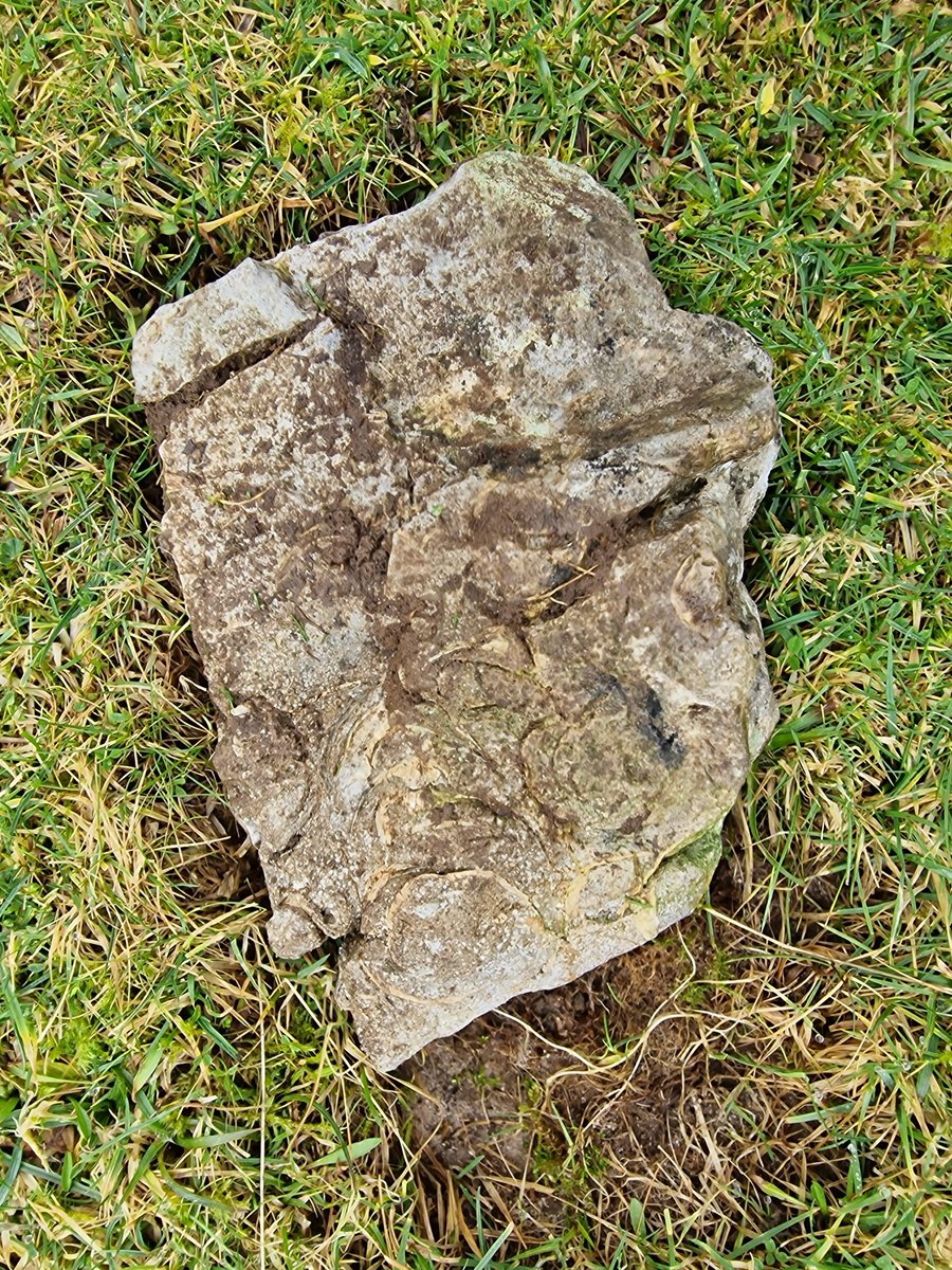 I found this rock on the Brecon Beacons.  Can anyone shed any light on the marking? Looks like fragments of shell back and front? Thanks 
<a href="/Toby_Driver1/">Dr Toby Driver</a>