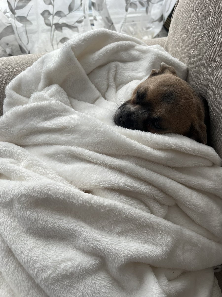 TWilsonOttawa's tweet photo. Sunday, in a photo 🇨🇦❄️📸🐕 #MrMoose #puppysnuggles #GunLobbyDogs #WeAreWinter #warm #SmallDogProblems #ChiLove https://t.co/grLW0tJwYT
