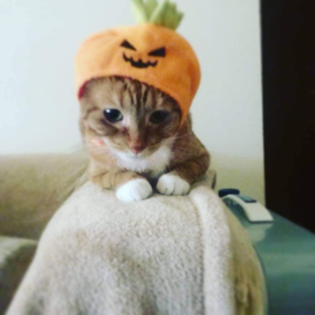 RitaDerango's tweet photo. https://t.co/hXkDuapGNS
Vote for Cali for America's favorite pet.
She's a sassy senior, who loves to play, especially at 2am!!!🤬
She's 
I'm https://t.co/YpnlZzsaoE