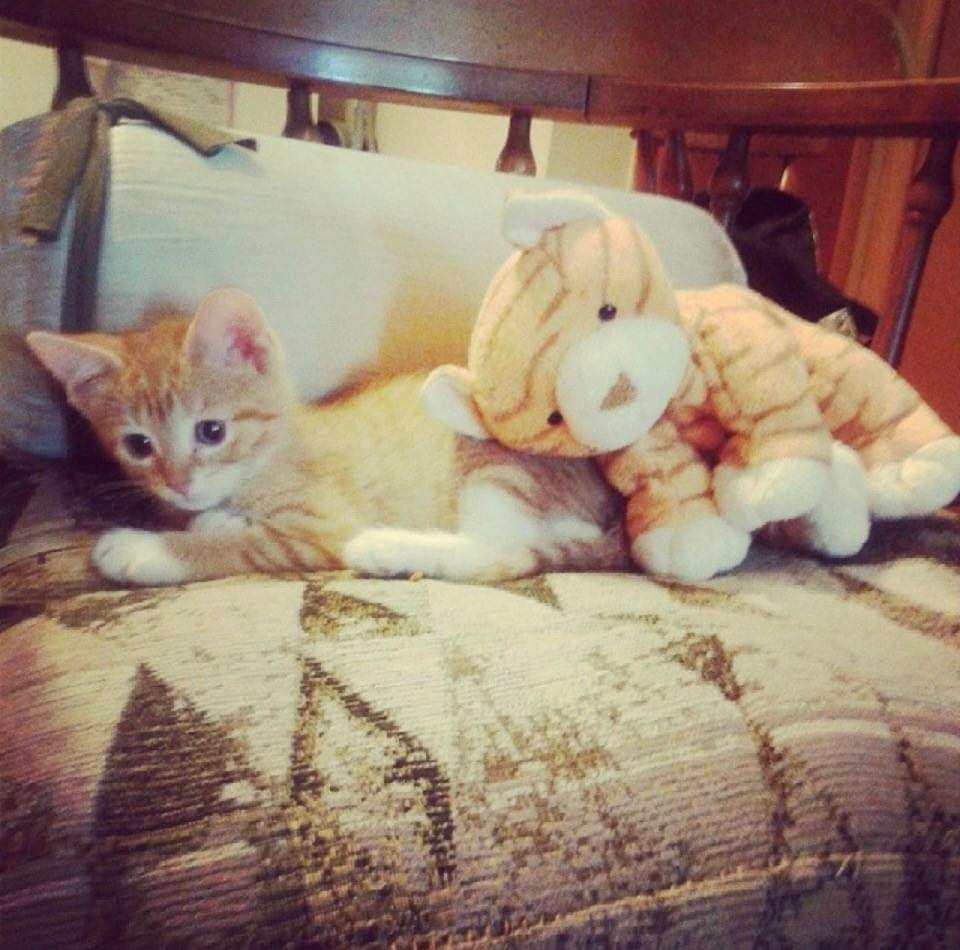 RitaDerango's tweet photo. https://t.co/hXkDuapGNS
Vote for Cali for America's favorite pet.
She's a sassy senior, who loves to play, especially at 2am!!!🤬
She's 
I'm https://t.co/YpnlZzsaoE