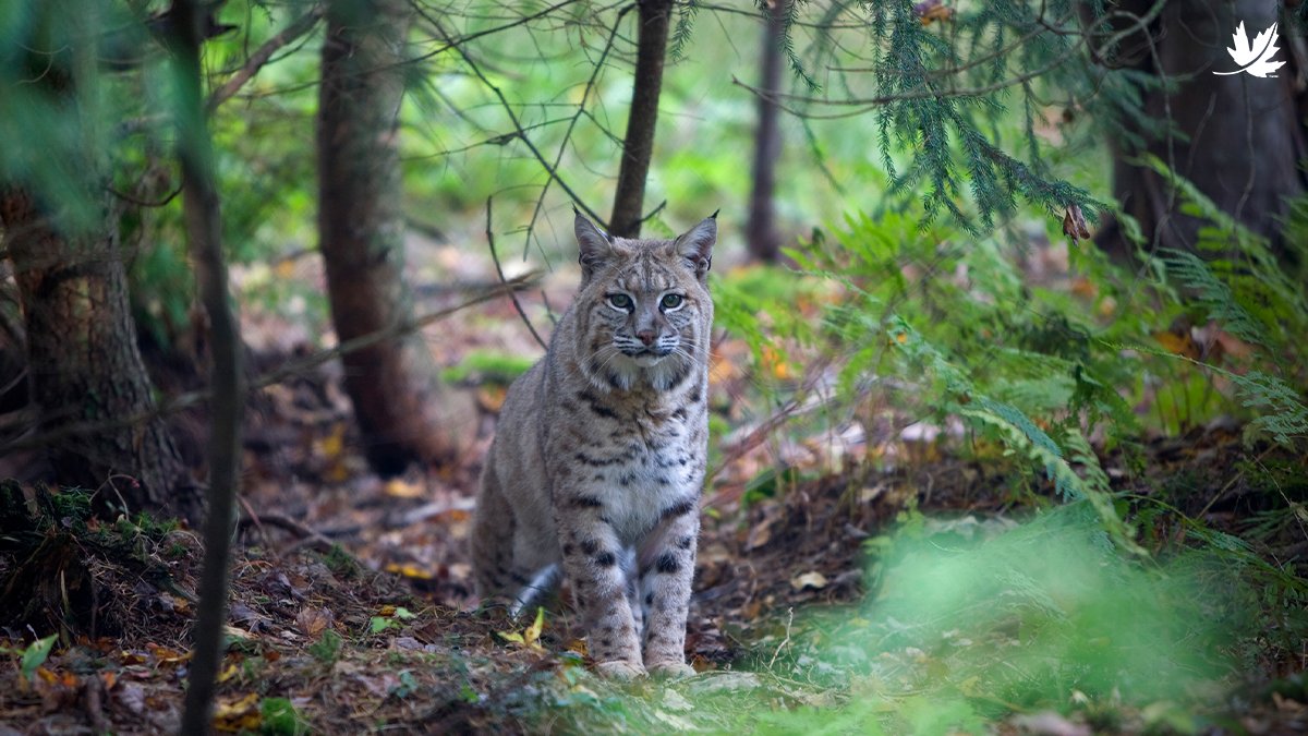 As cute and fluffy as they are, big cats are fierce, strong and wild! Here are three wild cat species found in Canada: fal.cn/3vsTU