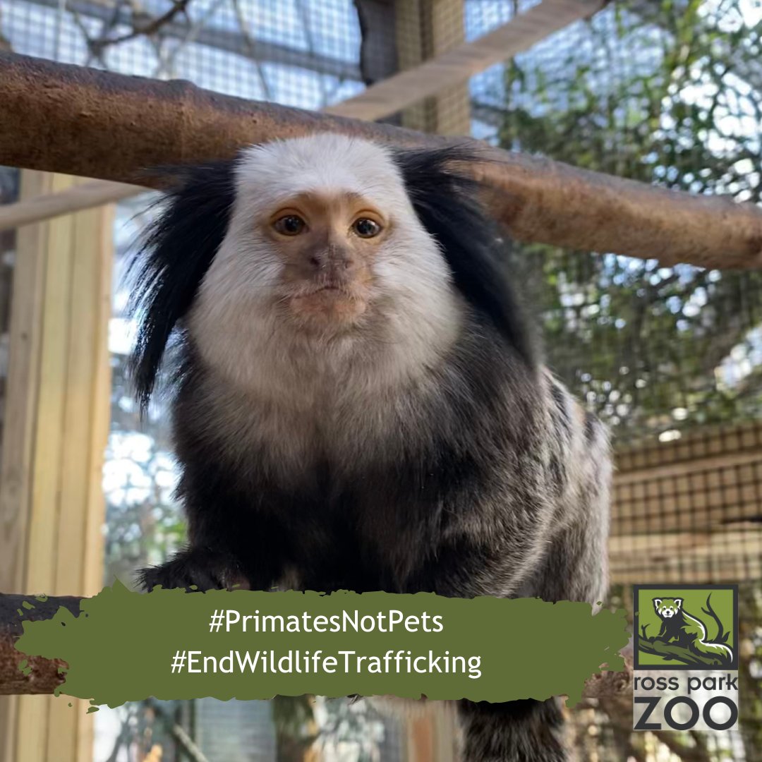 rossparkzoo's tweet photo. We won't deny that Geoffroy's Marmosets are cute. You can visit them daily at the Zoo, but they aren't pets. In New York is illegal to own any primate. Help us end illegal wildlife trafficking by raising awareness. #PrimatesNotPets. #EndWildLifeTrafficking https://t.co/c9vrMedUNQ