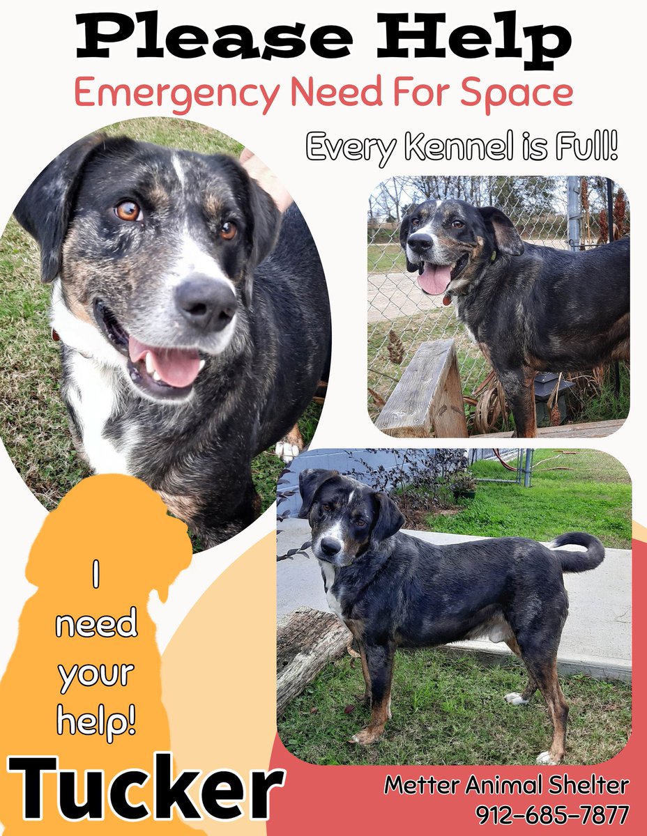 PawsHeartsHands's tweet photo. Tucker waits for his ride home.  Please consider adding Tucker to your table, as all the kennels are full, and he needs to go home.  #AdoptDontShop #MetterAnimalShelter #PAWS https://t.co/M1D3VdEDF3
