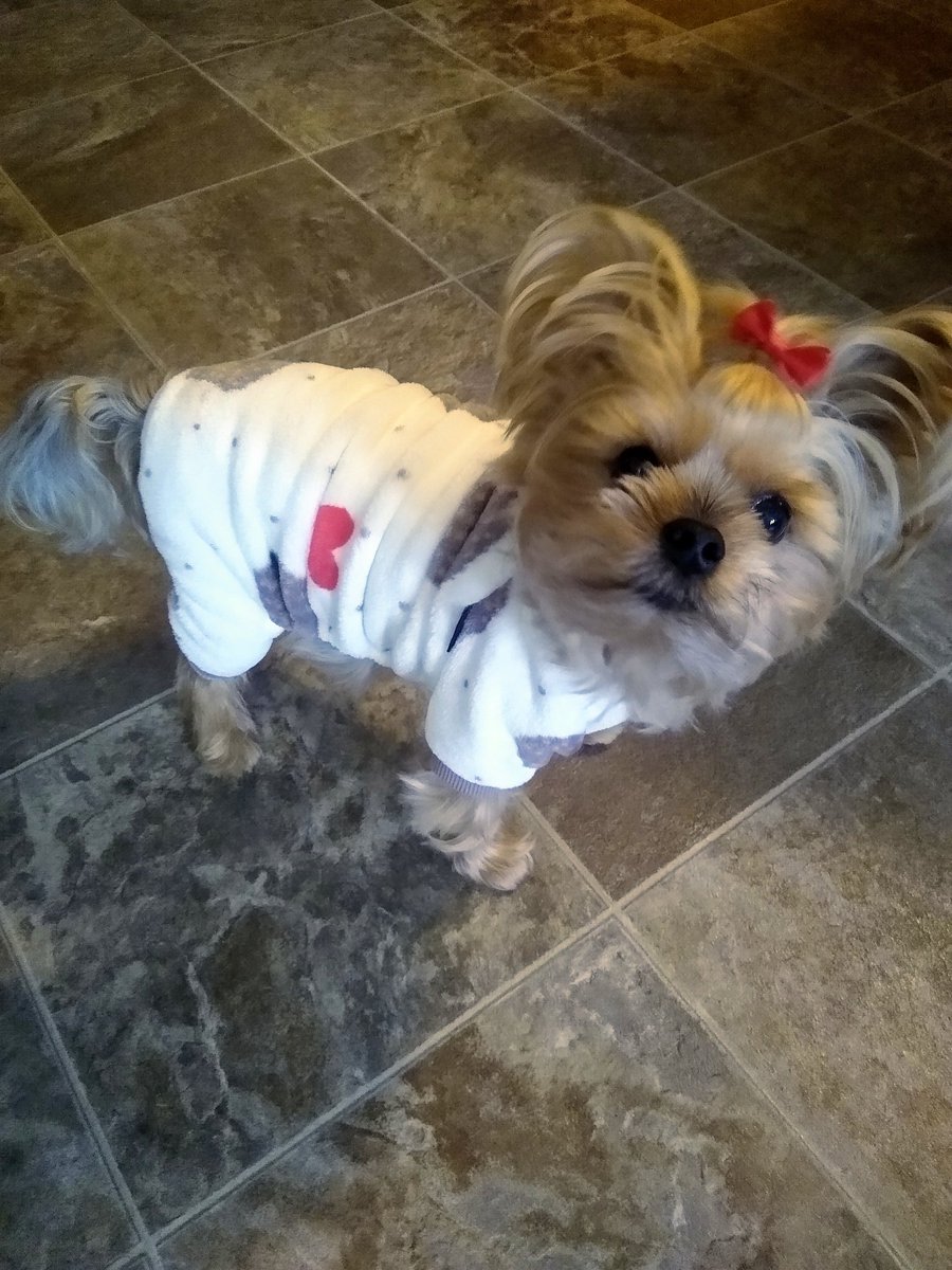 bchristilynn's tweet image. Happy Sunday 🤍 Staying warm in my day outfit.
XO- Cooper 🐾🐾🐾🐾
#DogsofTwittter #DogsOnTwitter