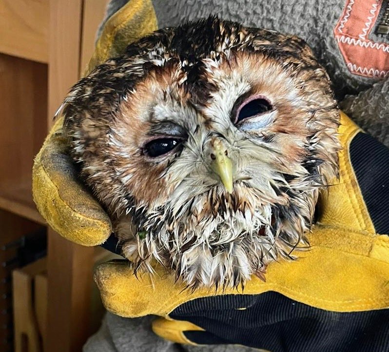 How to spend the best sleepless nights Looking the worst for wear after a huge collision With loving care plus tip top advise from a local Barn owl trust associate we carefully released it see 🎥👇 Stunningly stunned, yet in safe hands 🦉
