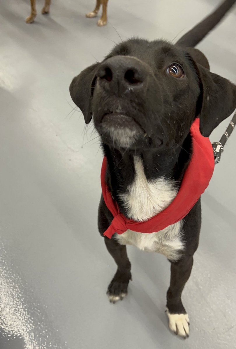 caninos911's tweet photo. Panchito se fue llorando todo el camino rumbo al refugio 😔😔 no quería irse de Petco 😢😢 … Llevamos promoviéndolo 4 AÑOS… No queremos que sigan pasando los años sin una bella familia. https://t.co/LD0QV5M6XU