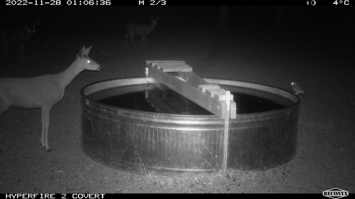 Is this water trough big enough for the both of us?
#deer #ScreechOwl #CameraTrap