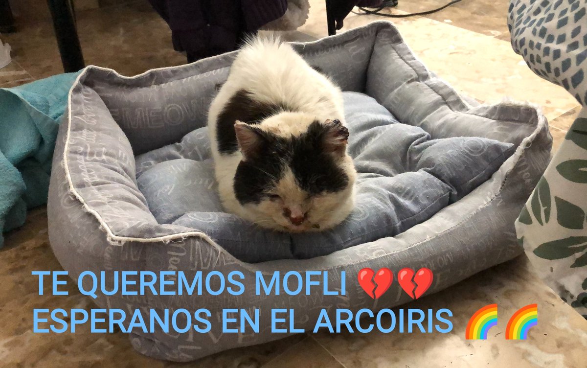 Felinos_Gabias's tweet photo. #MOFLI HA CRUZADO EL ARCOIRIS 💔💔😭😭🌈🌈🌈
#granada https://t.co/ezmOclemP4
