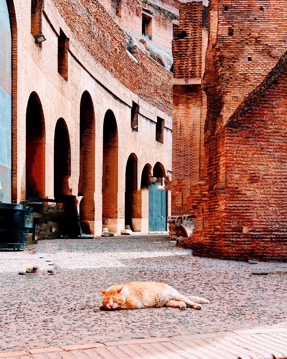 The tiger of the Colosseum 😏

#IlikeItaly #Italy #Roma #Rome #VisitRome #igersitalia #IgersRoma #RaccontandoRoma #Colosseum #ChatChat #PARCOCOLOSSEO #Colosseo