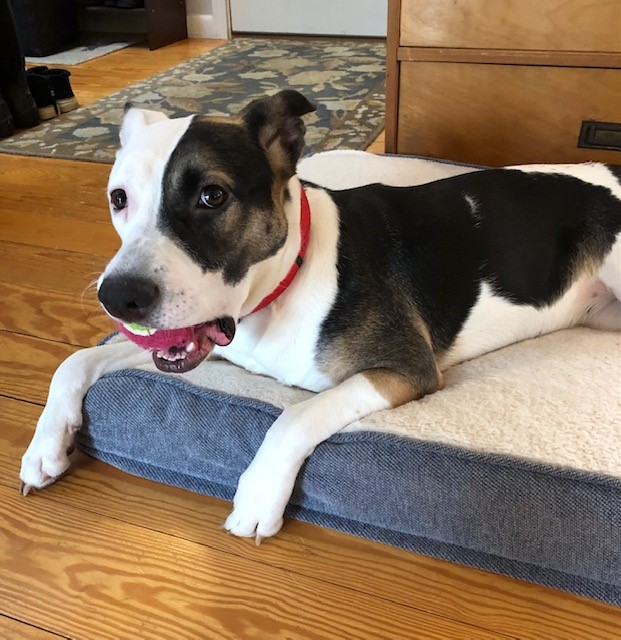 lisaburkin's tweet photo. After 8+ weeks on the Vineyard foster girl Lena wants to share her likes: she loves to catch a ball in her mouth, run fast, peanut butter, look out the window in the car, go to the beach, snow, belly rubs &amp; playing with other dogs!
https://t.co/iRREGl73dD https://t.co/nA7Moq0Jxq