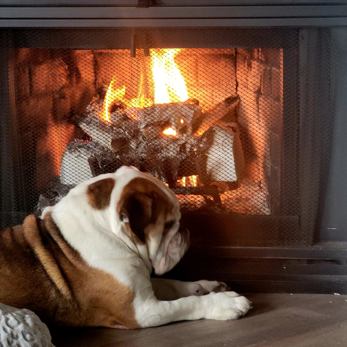 Chunk wouldn't survive in the wild.
#Bulldog #Englishbulldog #pets #hardlife #WINTER