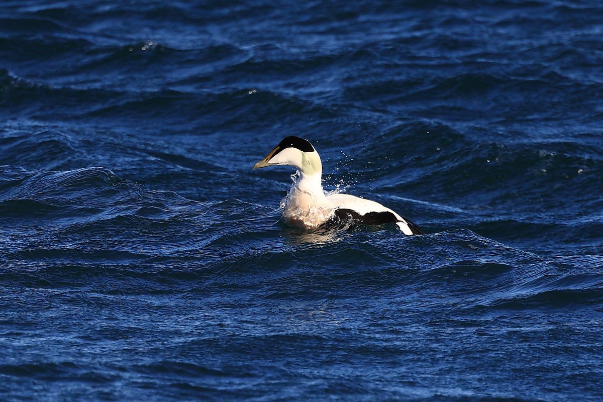 RonaldSurgenor's tweet photo. There where a few nice birds out around the north down coast path today, great to see some sunshine on my day of for a change. @UlsterWildlife @RSPBNI @BTO_NIreland https://t.co/NWBJdADROj