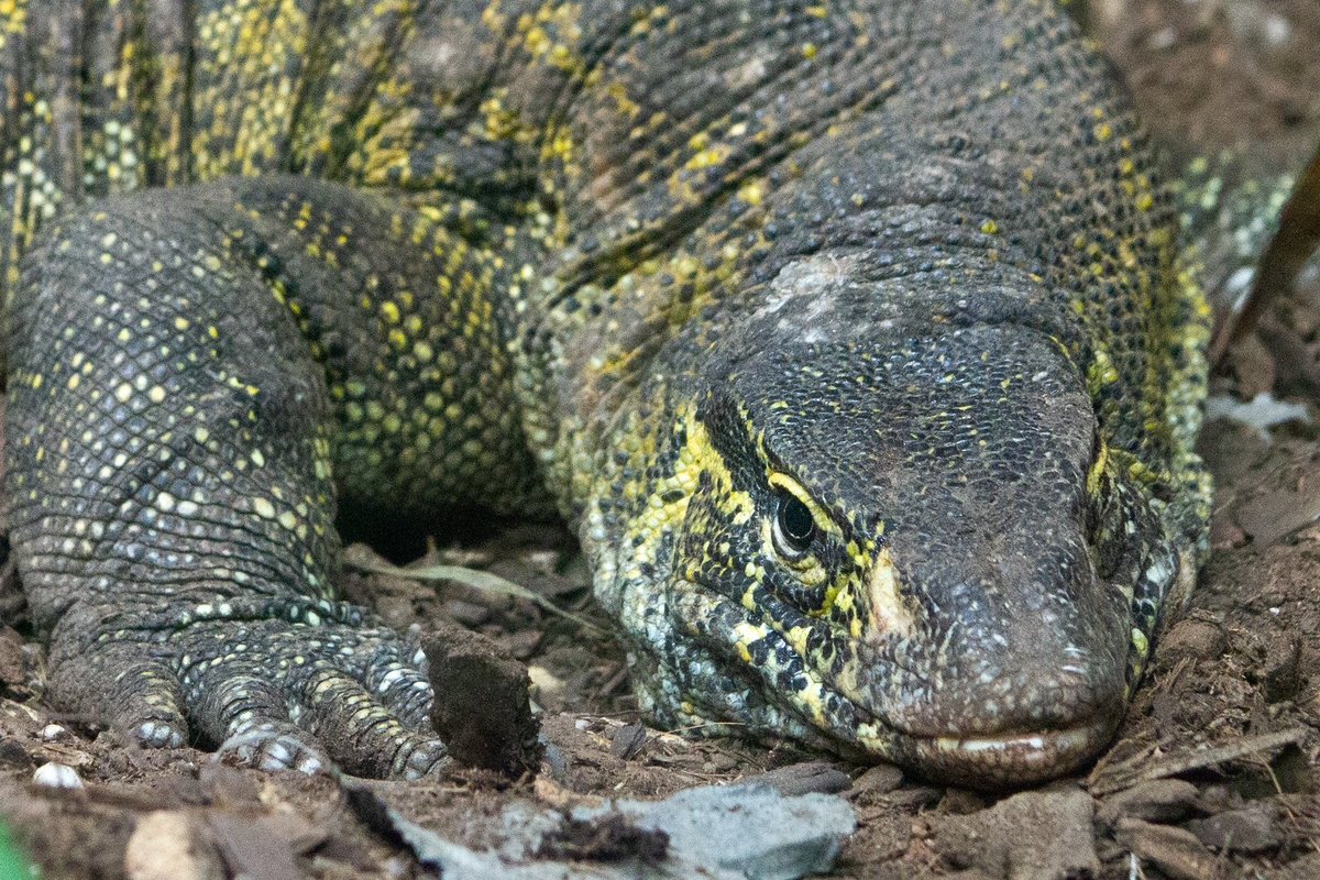 GobCDMX's tweet image. Varano del Nilo 🦎, una especie de lagarto proveniente de África, fue encontrada en los canales de Xochimilco en una condición crítica. Sin embargo, fue trasladada al #ZoológicoDeChapultepec 🌳, donde le han dado la atención necesaria para su pronta rehabilitación. (1/3)