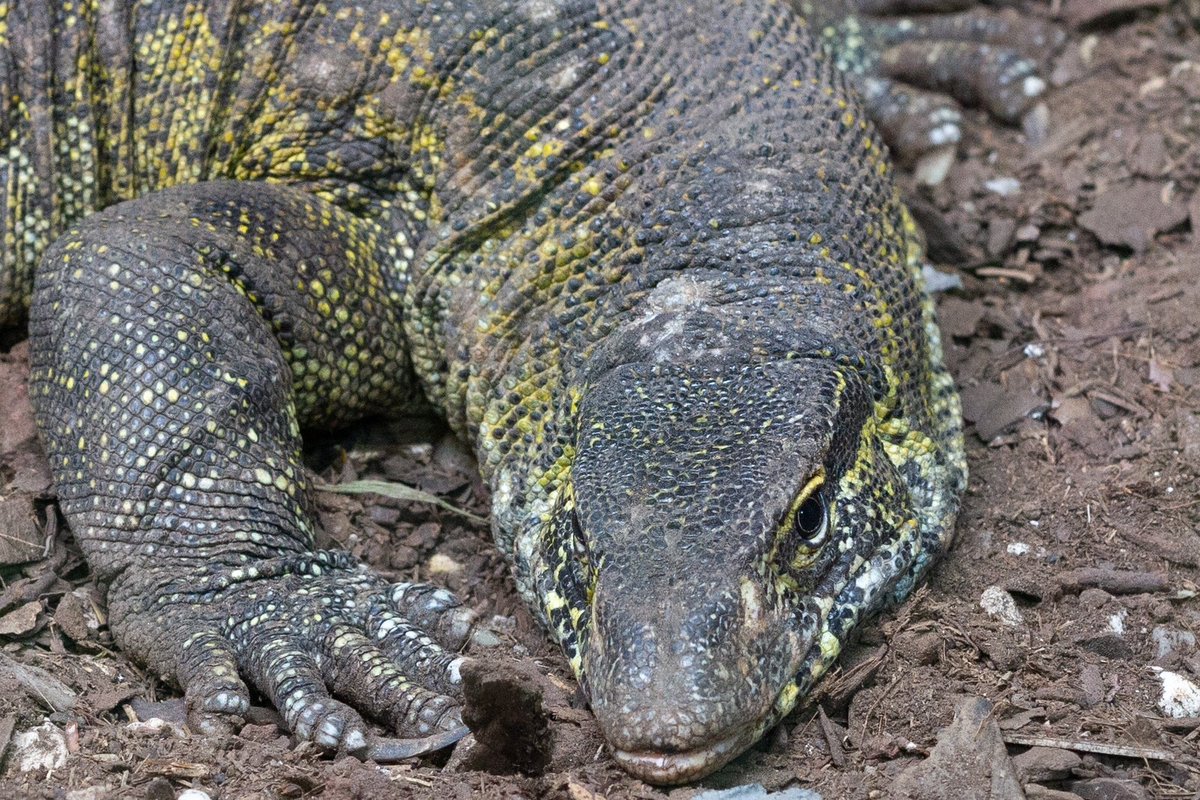 GobCDMX's tweet image. Varano del Nilo 🦎, una especie de lagarto proveniente de África, fue encontrada en los canales de Xochimilco en una condición crítica. Sin embargo, fue trasladada al #ZoológicoDeChapultepec 🌳, donde le han dado la atención necesaria para su pronta rehabilitación. (1/3)