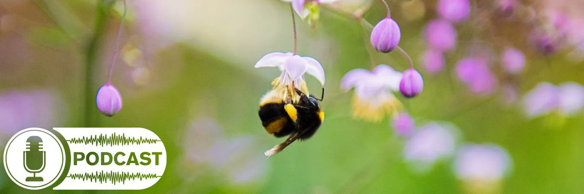 Michael Whitehead, explains why the large earth bumblebee is not the kind of bee you want to hear buzzing around your garden, and what to do if you suspect you find one in the latest ‘The Good, The Bad, and the Bug-ly’ episode. Listen 🎧 here buff.ly/3NnWRrf