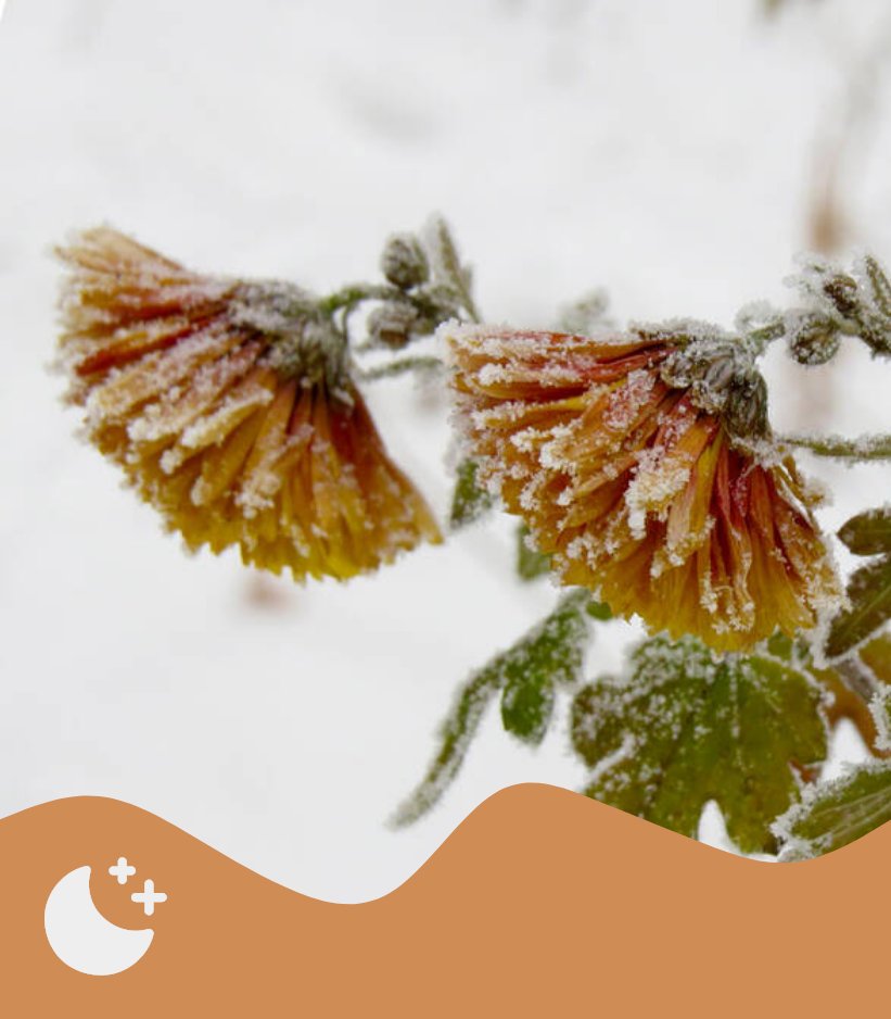 frostbiting bloom.

❄️ General
❄️ RenHyuck
❄️ 11.8k
❄️ College/University AU, fluff &amp; humour, snowed in
🎁 written for <a href="/cozydreamfest/">cozy dream fest • rest</a> 

archiveofourown.org/works/44019505