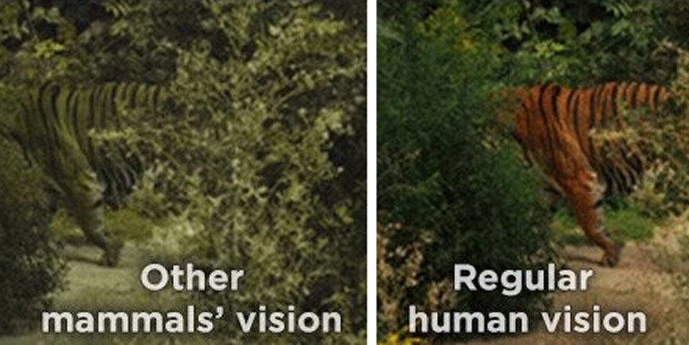 VCreateArt on Twitter "I really wanna see a tiger pokemon, but their