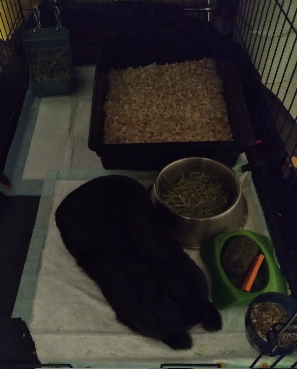 MaliKitcatsMeow's tweet photo. #Bunny snoozing sunday 🐰LylaOnyx https://t.co/NXEihyAIQr