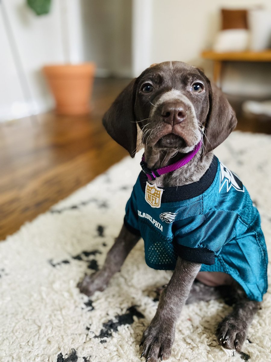 Our little Rue is ready for the game!  Fly Eagles Fly! <a href="/SafeMoonTim/">SafeMoon Tim🚀</a>