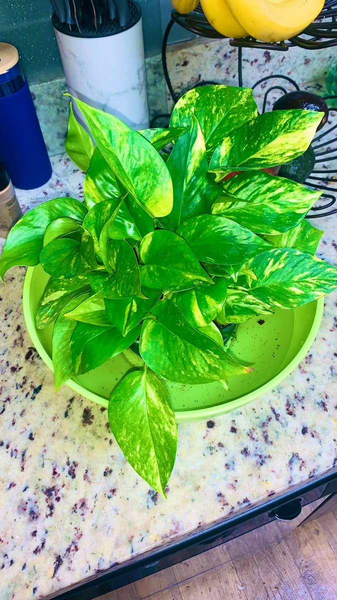 Do you ever forget to water? 😬 I’m a bad plant parent but she soaked up all the H2O 💦 #planttwitter #goldenpothos