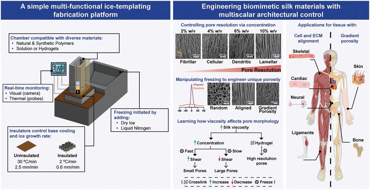 Our latest work on aligned silk materials for #regenmed in out 👇 @AdvSciNews. We present a simple but tunable ice templating platform & novel #silk freezing phenomena. Fantastic work by @bibotizo & collaborators @ASBTE1 @MatrixBioANZ @TyreeIHealthE 
onlinelibrary.wiley.com/doi/10.1002/ad…