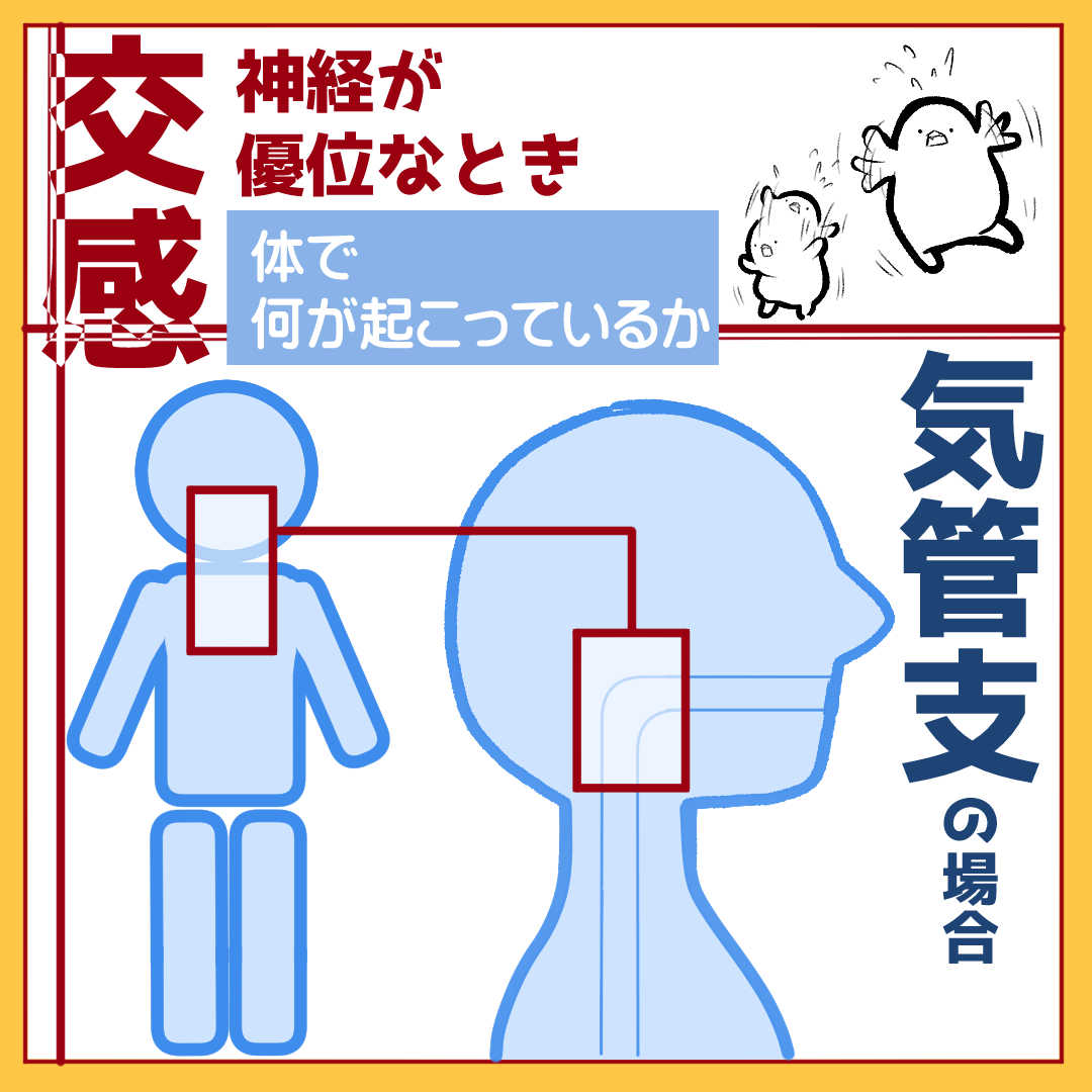自律神経と気管支
(ゆうべの動画がピッチ早すぎたので画像で再掲) 