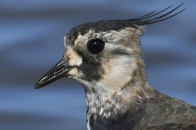 oiseaux_net's tweet photo. #Vanneau huppé (Vanellus vanellus)
https://t.co/6nauGagUN9 https://t.co/AAaj6kbttJ