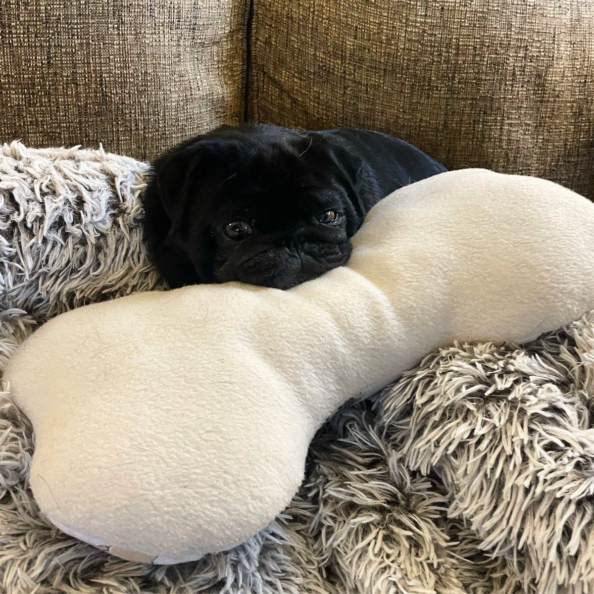 Sunday snuggles with my BoBo Bone from <a href="/blindbutnot/">Blind But Not</a>

#bobobone #sundaysnuggles #sallypughugs #lovefromleota #blackpugs #puglife #pug #pugs #pugsofinstagram #dogsoftwitter #pittsburghpug #pittsburghpets #dogsofpittsburgh #dogsoftheburgh #cutepugsofinstagram #cutepugoftheday