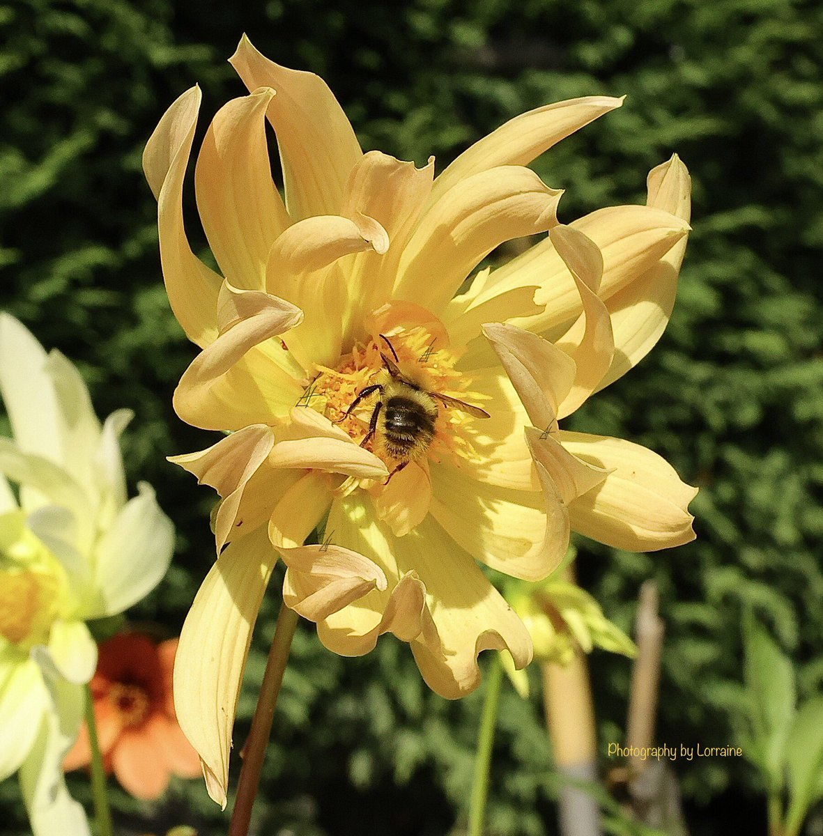 frankie66a's tweet photo. Summer 2022
 #SundayYellow @DavidMariposa1 #flowerphotography #photography #GardeningTwitter #flower #dahlias https://t.co/8XDooMDGMc