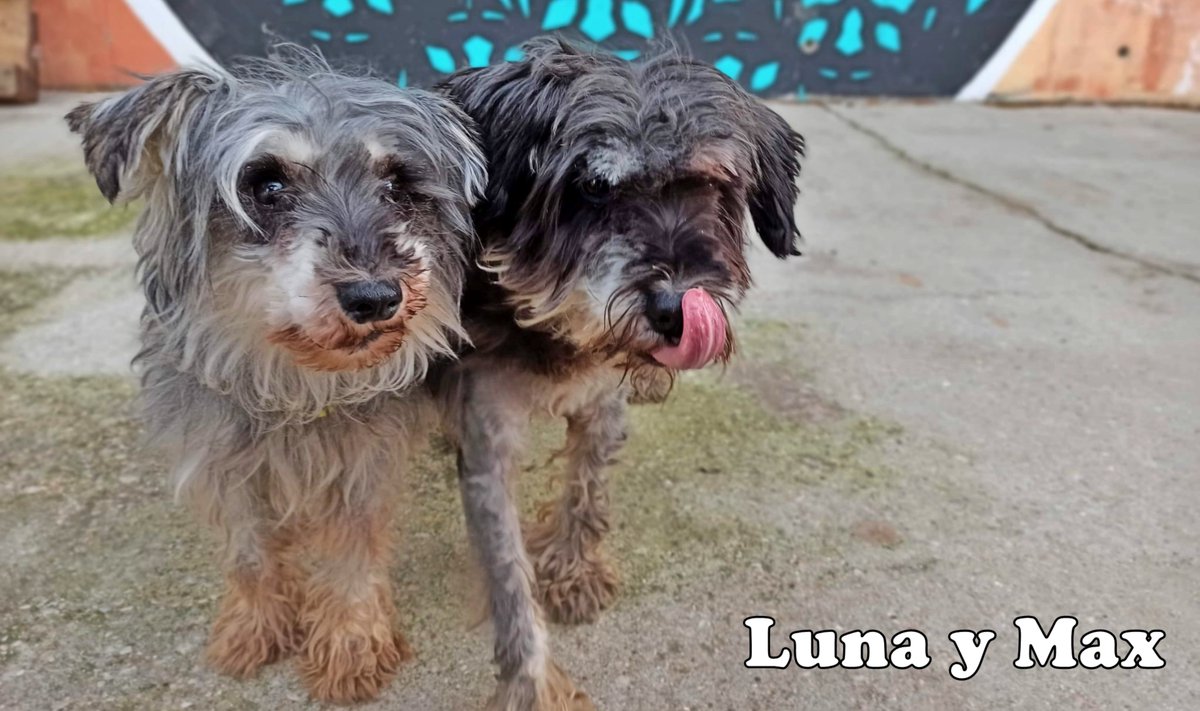 #MADRID
#LUNA &amp; #MAX son dos hermanitos de 9 años, que han sido felices, hasta que su humano enfermó y tuvo que ser ingresado definitivamente. Y la familia... ainsss, la familia! Pues lo de siempre 😒...

Ofréceles tu casa juntitos, se quieren muchísimo

656395674 // 637809126