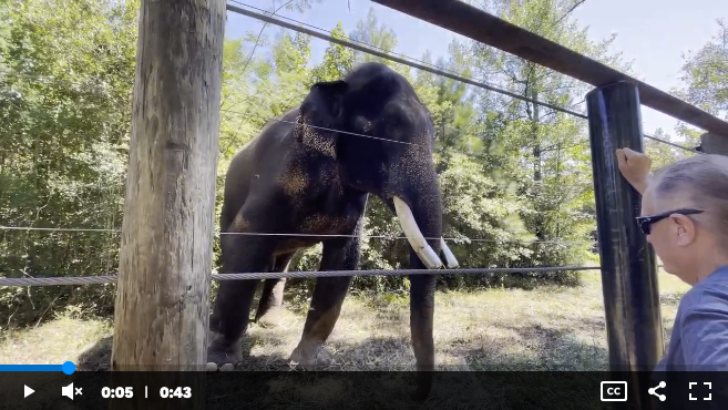 ARC_SpfldMO's tweet photo. BO is now at a SANCTUARY!!! 🐘👏  Carden recently retired one of his elephants, Bo, to a sanctuary With knowledge of sanctuary options and increased pressure from the public, hopefully Carden will retire ALL of their animals to a sanctuary. https://t.co/uepHf6yJae https://t.co/TcseBIRxMk