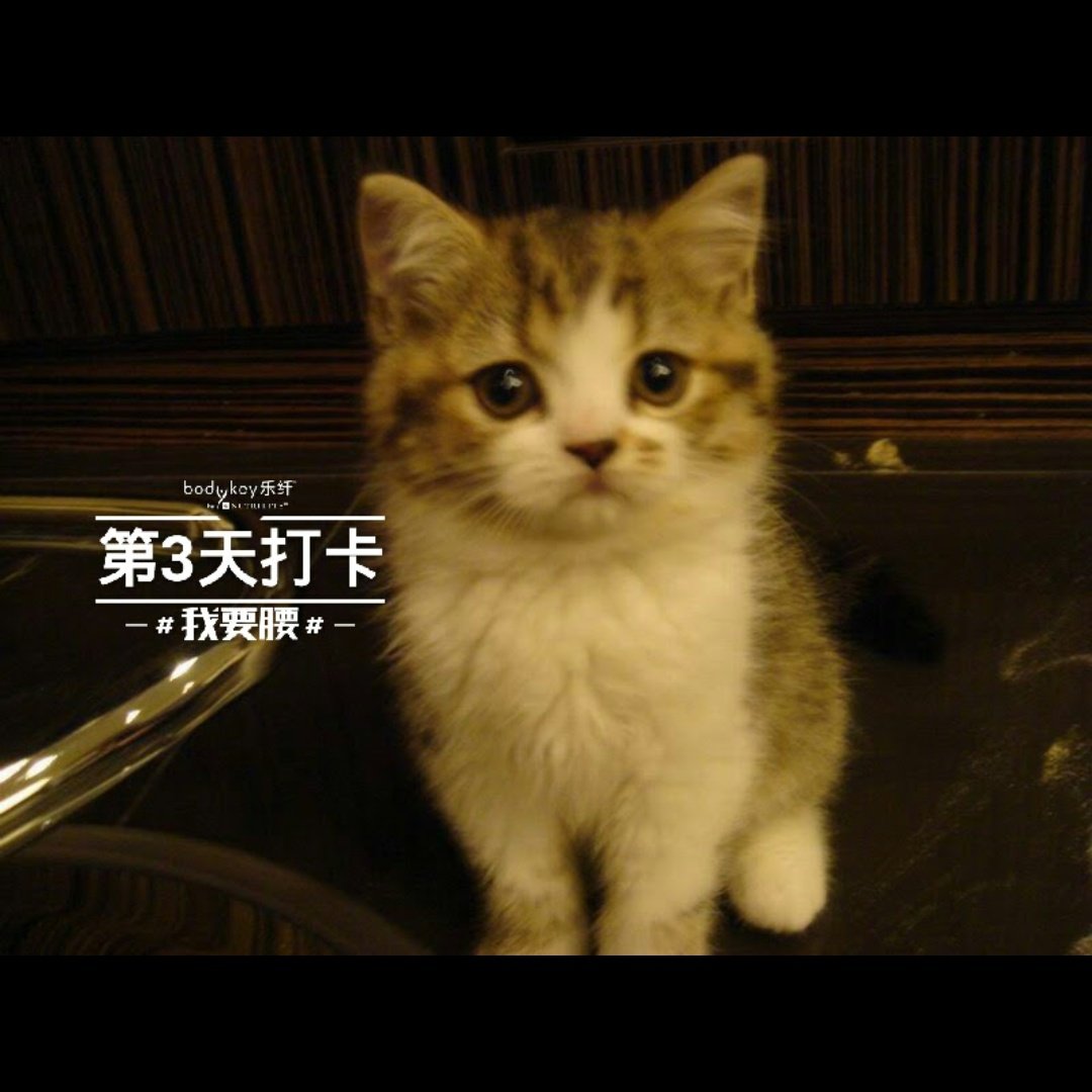 Taiwancanhelp@查令翠翠死字路84號 tweet media