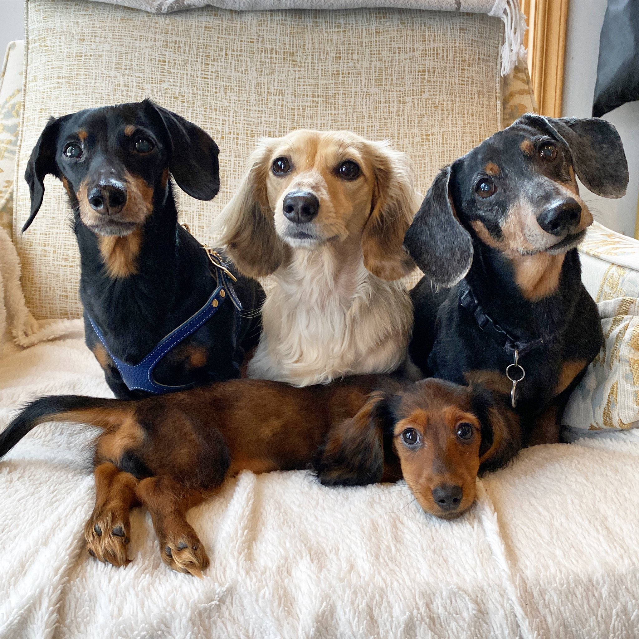 Crusoe the Dachshund on Twitter "“The new crew!” Crusoe https//t.co
