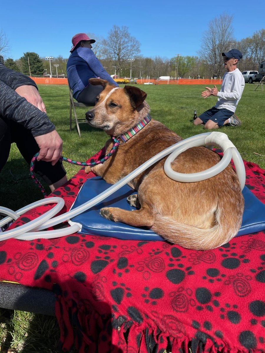 magnawavePEMF's tweet photo. Sunday Funday ๐ It's a great day to get out there and MagnaWave your pup ๐thritis and injuries โค๏ธโ๐ฉน
#MagnaWave #MagnaWaveLove #PEMF #dog #puppy #painrelief #heathandwellness https://t.co/tPdsBUwQw5