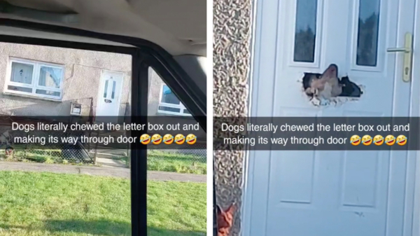 skoften's tweet image. Opeens heb je het, je wordt toch geen postbode #postbode #pakketbezorger #hond #brievenbus #agressief dlvr.it/Shd8hB