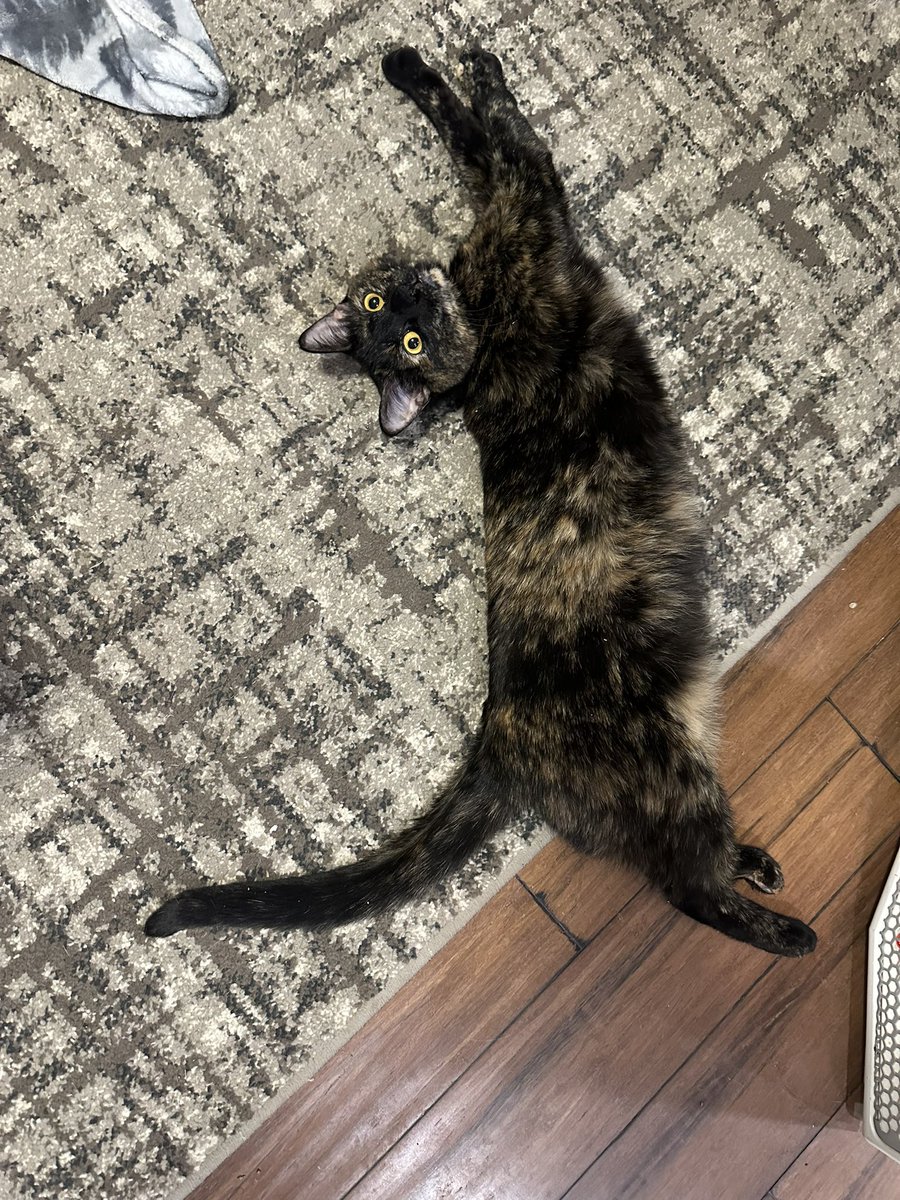 haihaisutton's tweet photo. @literallymecats https://t.co/xOVgWuvOWg