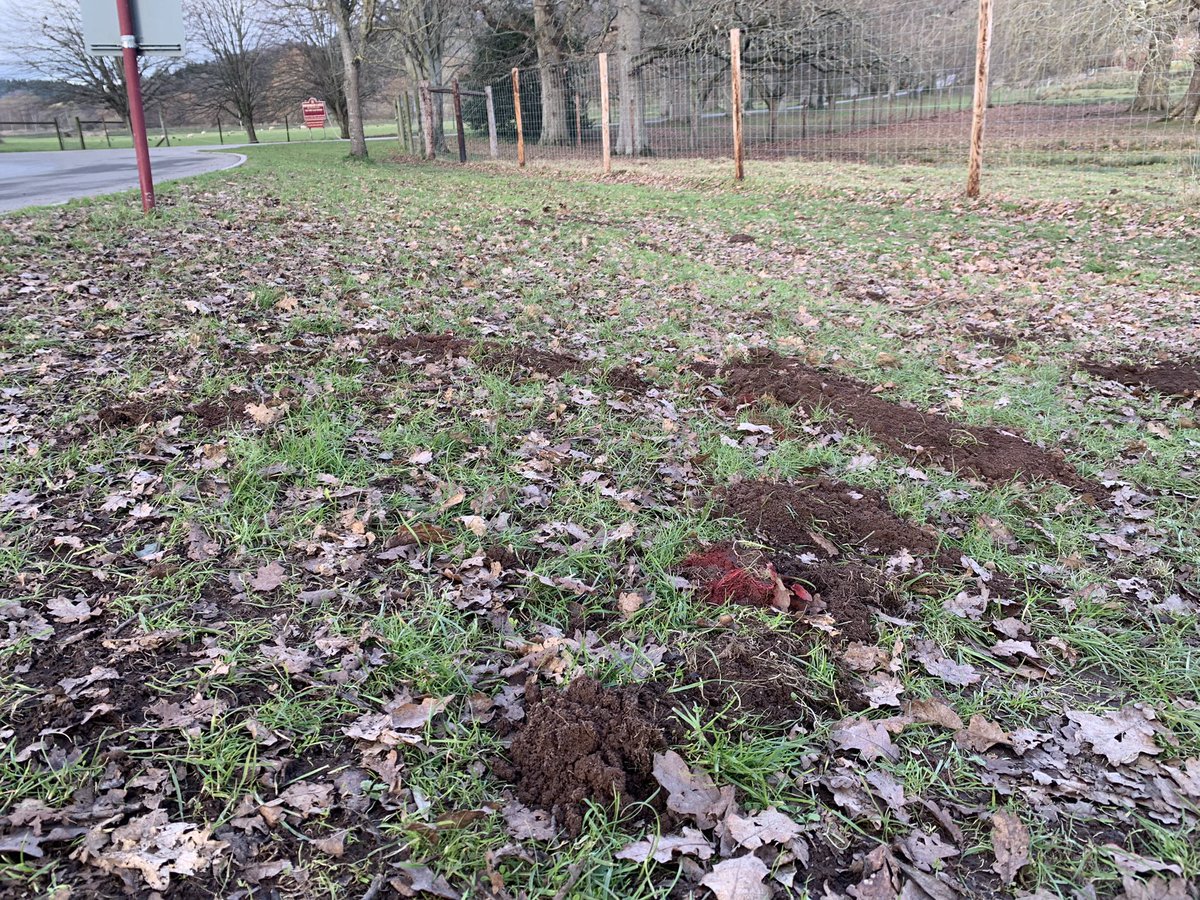 Matt Collis tweet media