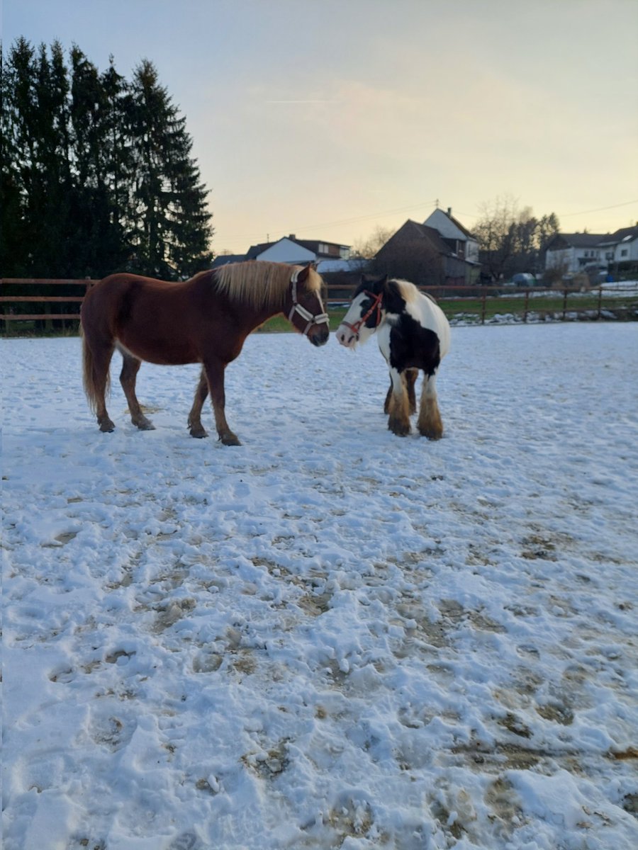 Alf131281's tweet image. Cayenne hat einen neuen Freund💜 #Tinker #Irishcob #Schwarzwälder