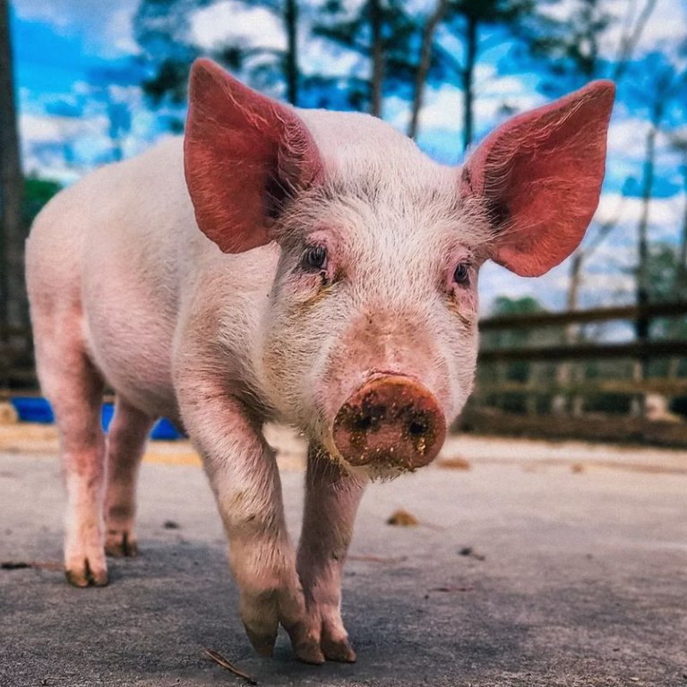 Pig of the Day 🐷 (@Pigofthe) / Twitter