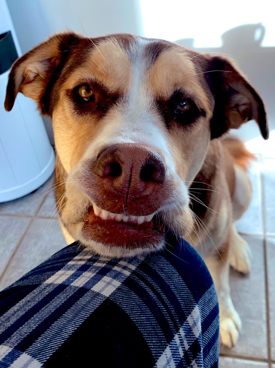 Dad: “Aww, Nova, you’re smiling at me… you love your papa…”
Nova: “You gonna eat that?”
#NovaOfTheNorth #AdoptDontShop #dogsoftwitter