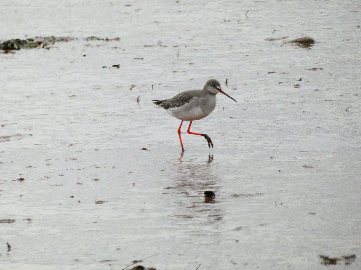 Matt Collis tweet media