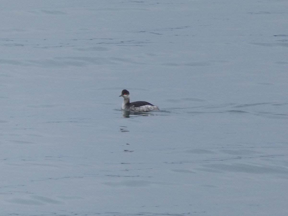 Matt Collis tweet media