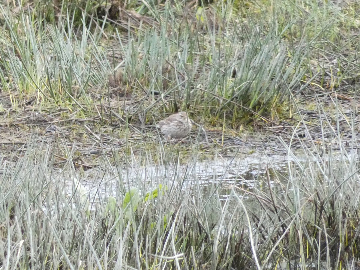 Matt Collis tweet media