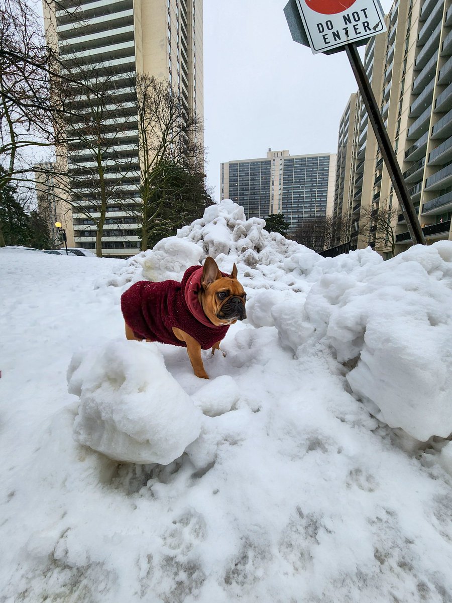 k0411f's tweet photo. 不機嫌モモ🐶
#doggo #DogsOnTwitter
#フレブル #Toronto #snowON https://t.co/DLoNmcenzZ