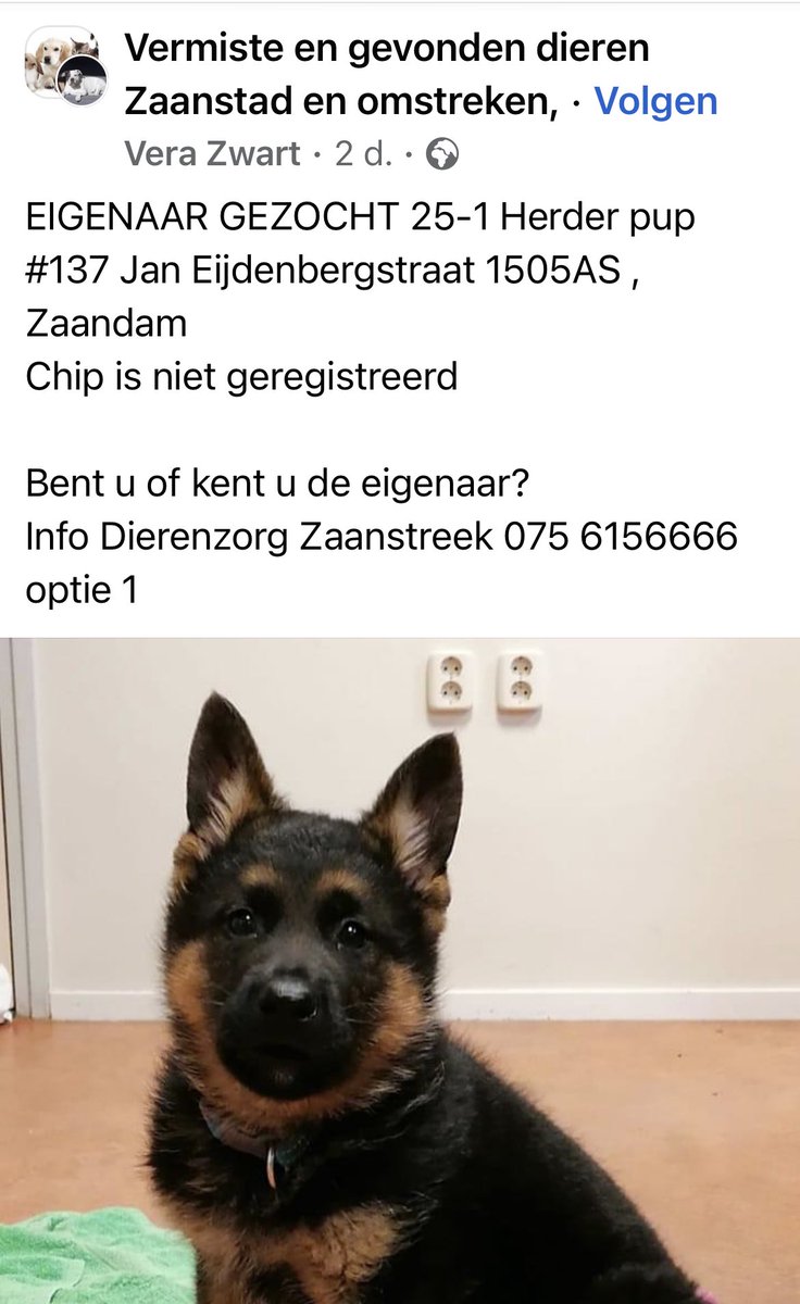 Herder pup gevonden in #Zaandam #Help