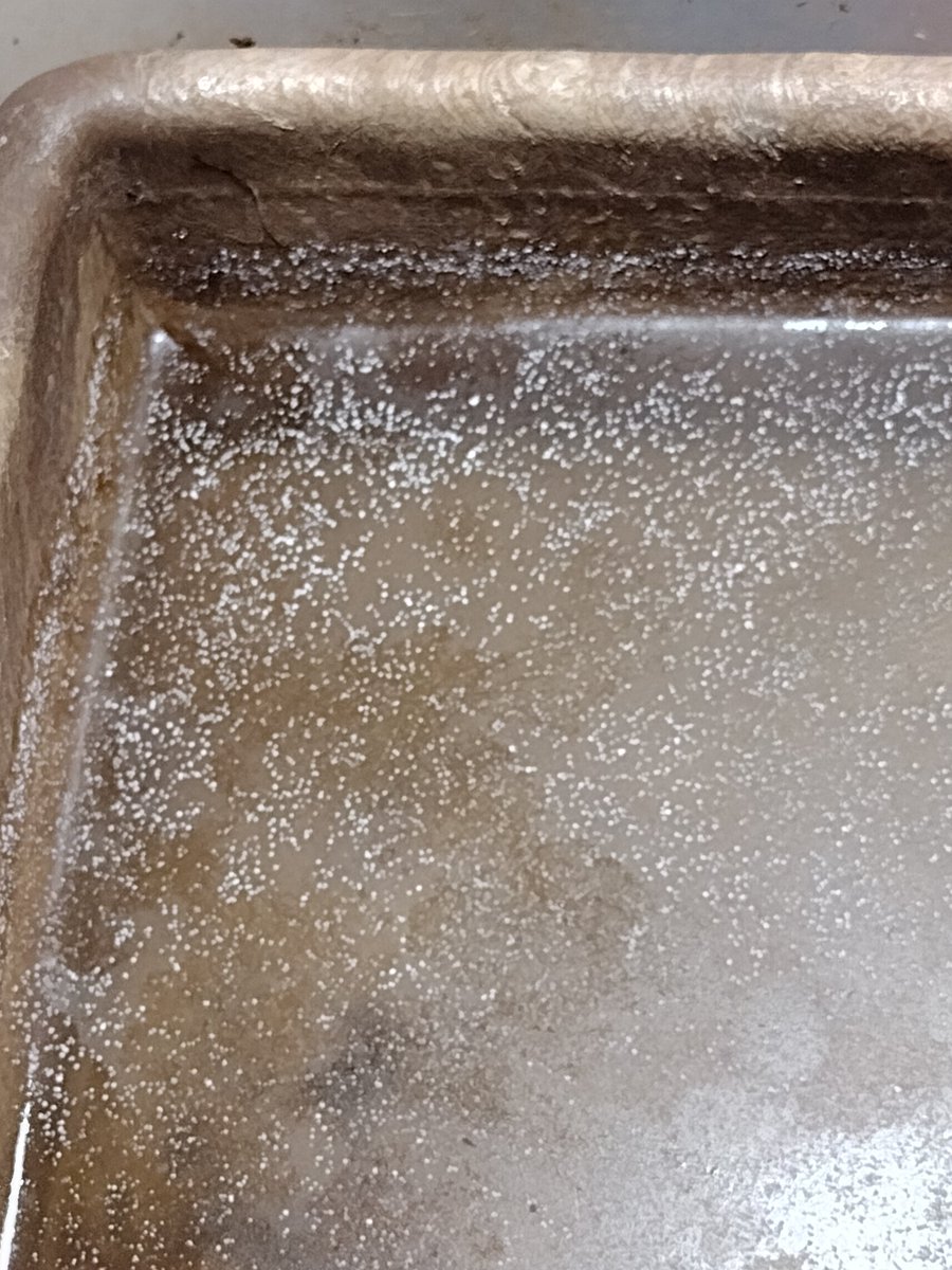 FebruaryGh0st's tweet photo. TWITTER HELP ME! There's this white splotchy stuff growing in my turtle's bath tub and I can't get rid of it! I clean it, fill it with fresh water AND IT COMES RIGHT BACK! Google is NO HELP! Can someone tell me what this is? https://t.co/9CfKFYQNoY