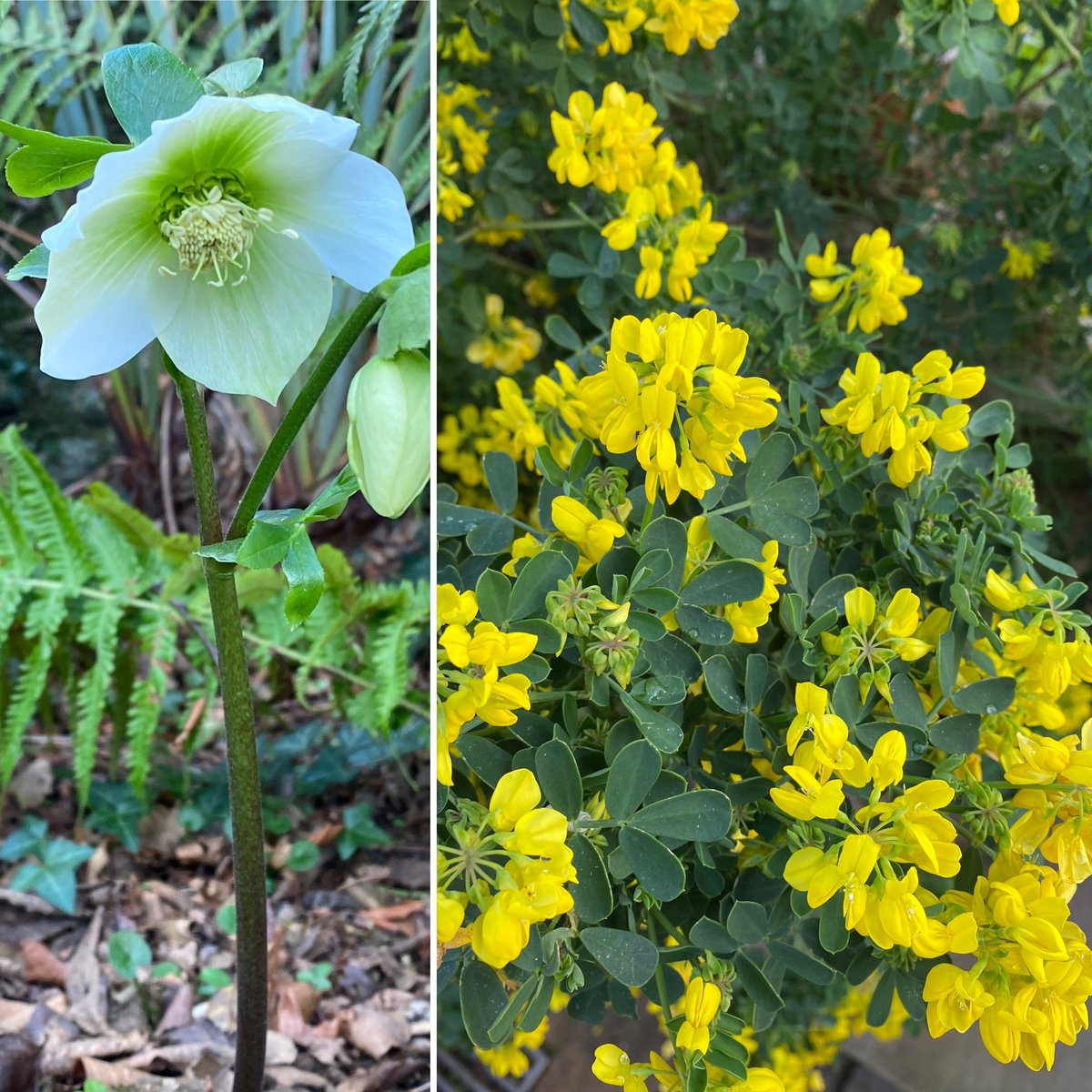Lovely to see such beauty in my January garden this afternoon.