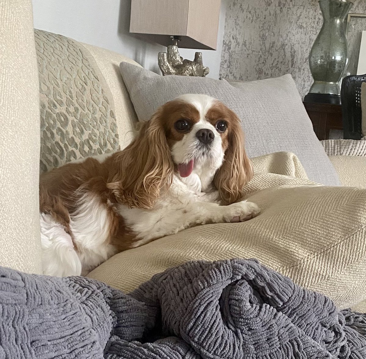 LobsLawBombs's tweet photo. my parent’s dog got some teeth removed and now her tongue hangs out https://t.co/vzPJylFaQy