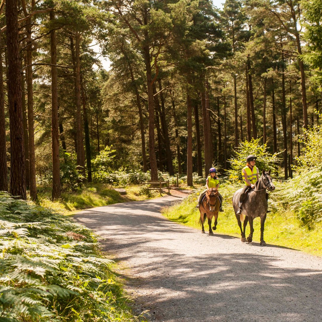 Forestry England tweet media