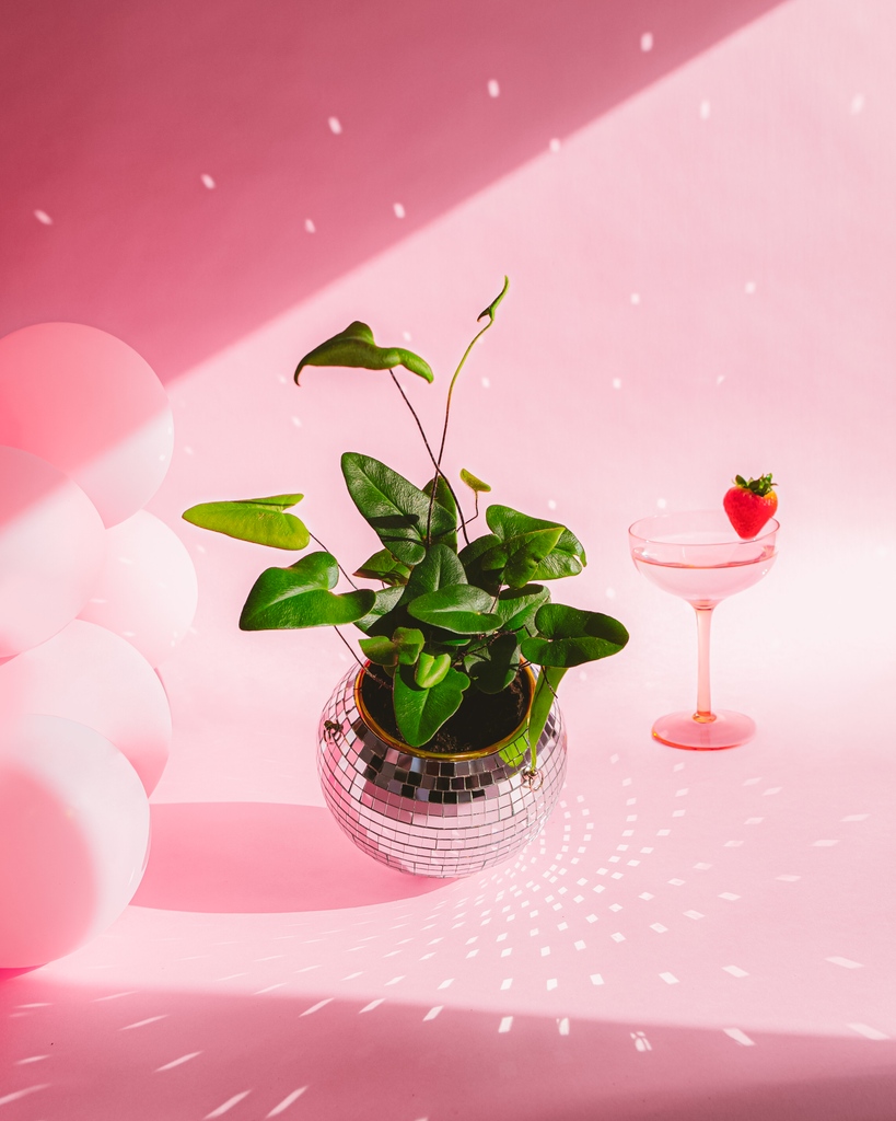 livelyroot's tweet photo. Plants are my love language tbh ๐๐ชด #livelyroot #valentinesday #vday https://t.co/OsJWytdjby